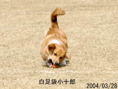 ../photo/2004/03/28/0090.jpg